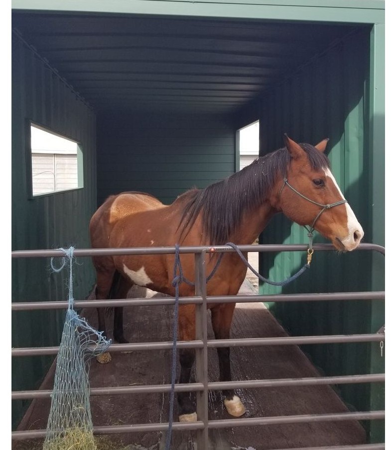 Caja de caballo de contenedores