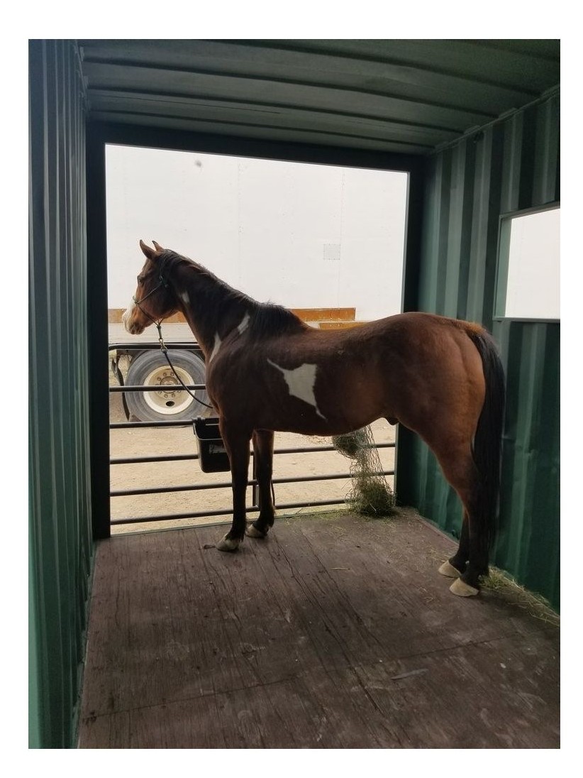 Caja de caballo de contenedores